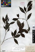 Type? of Nauclea lanceolata Blume [family RUBIACEAE]