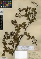 Syntype of Rubus recurvans Blanchard [family ROSACEAE]