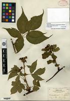 Syntype of Rubus canadensis Linnaeus var. septemfoliolatus Blanchard [family ROSACEAE]