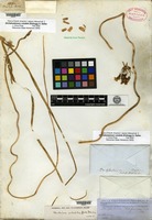 Isosyntype of Stropholirion californicum Torrey [family ALLIACEAE]