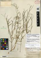 Syntype of Tephrosia constricta S. Watson [family FABACEAE]
