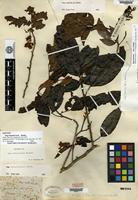 Isotype of Inga dominicensis Benth. [family MIMOSACEAE]