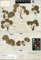Syntype of Viola renifolia A. Gray [family VIOLACEAE]