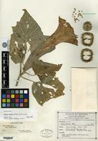 Holotype of Datura lanosa A. S. Barclay ex Bye [family SOLANACEAE]