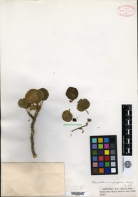 Type of Nirarathamnos asarifolius I. B. Balfour [family APIACEAE]