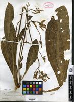 Holotype of Nicotiana nudicaulis S. Watson [family SOLANACEAE]
