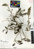 Type of Pedicularis canadensis Linnaeus var. dobbsii Fernald [family OROBANCHACEAE]