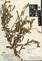 Isotype of Allocarya vestita Greene [family BORAGINACEAE]