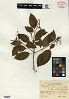 Isotype of Hamelia intermedia Urban & Ekman [family RUBIACEAE]