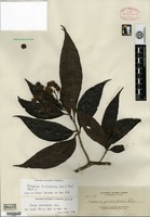 Isotype of Adina zschokkei Elmer [family RUBIACEAE]