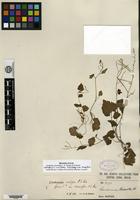 Isotype of Cardamine violifolia O. E. Schulz var. diversifolia O. E. Schulz [family BRASSICACEAE]