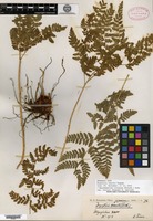 Type? of Dryopteris fauriei Kodama [family DRYOPTERIDACEAE]