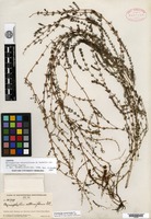 Isotype of Myriophyllum alterniflorum de Candolle var. americanum Pugsley [family HALORAGACEAE]