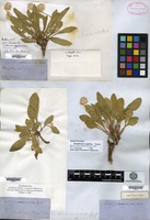 Isosyntype of Gomphrena caespitosa Torrey [family AMARANTHACEAE]