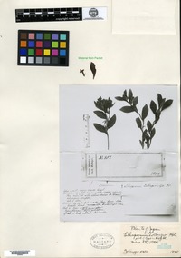 Holotype of Lithospermum zollingeri A. de Candolle [family BORAGINACEAE]