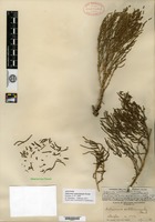 Syntype of Salicornia subterminalis Parish [family CHENOPODIACEAE]