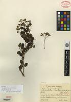 Isotype of Herodotia haitiensis Urban & Ekman [family ASTERACEAE]