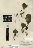 Filed as Chirita swinglei (Merrill) W. T. Wang [family GESNERIACEAE]