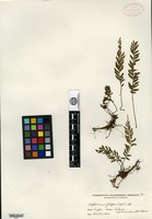 Type? of Asplenium filipes Copeland [family ASPLENIACEAE]