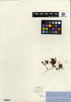 Isotype of Hymenophyllum wrightii Bosch [family HYMENOPHYLLACEAE]