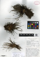 Isotype of Isoetes storkii T. C. Palmer [family ISOETACEAE]