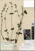 Syntype of Stachys oaxacana Fernald [family LAMIACEAE]