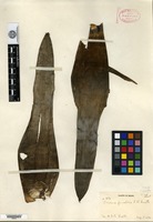 Type of Vriesea funebris L. B. Smith [family BROMELIACEAE]