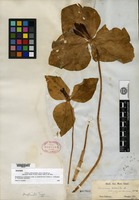 Isotype of Trillium sessile Linnaeus var. giganteum Hooker & Arnott [family LILIACEAE]