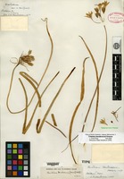Type of Triteleia hendersonii Greene [family ALLIACEAE]