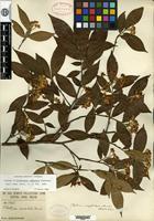 Isotype of Stranvaesia amphidoxa C. K. Schneid. [family ROSACEAE]