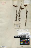 Syntype of Eriogonum fasciculatum Bentham [family POLYGONACEAE]