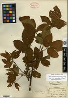 Lectotype of Rubus nigrobaccus L. H. Bailey var. calycosus Fernald [family ROSACEAE]