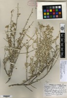 Holotype of Atriplex prosopidum I. M. Johnston [family CHENOPODIACEAE]