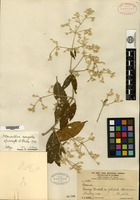 Isotype of Alternanthera congesta Suessenguth [family AMARANTHACEAE]