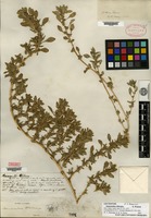 Lectotype of Amaranthus blitoides S. Watson [family AMARANTHACEAE]