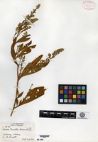 Isotype of Celosia orcuttii Greenman [family AMARANTHACEAE]