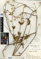 Isotype of Gomphrena elegans Martius var. mandonioides Suessenguth [family AMARANTHACEAE]