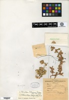 Holotype of Gomphrena potosiana Suessenguth [family AMARANTHACEAE]