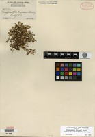 Isotype of Gossypianthus brittonii Standley [family AMARANTHACEAE]