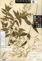 Isotype of Iresine hartmanii Uline [family AMARANTHACEAE]