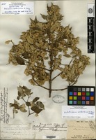 Lectotype of Ptilotus sandwicensis A. Gray [family AMARANTHACEAE]