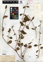 Holotype of Telanthera stellata S. Watson [family AMARANTHACEAE]