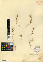 Type? of Noaea minuta Boissier & Balansa [family CHENOPODIACEAE]