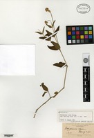Isosyntype of Mogiphanes rosea Morong [family AMARANTHACEAE]