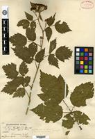 Type of Rubus hesperius Piper [family ROSACEAE]