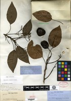 Type of Hernandia cubensis Grisebach [family HERNANDIACEAE]