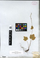 Type of Mitella caulescens Nuttall ex Torrey & A. Gray [family SAXIFRAGACEAE]