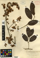 Isotype of Banisteria cinerea Rusby [family MALPIGHIACEAE]