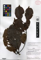 Isotype of Banisteriopsis schunkei B. Gates [family MALPIGHIACEAE]