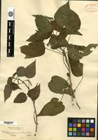 Isotype of Acalypha noronhae Ridl. [family EUPHORBIACEAE]